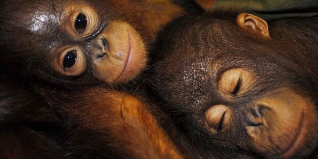 Die Köpfe von zwei Orang-Utan-Babies Die Köpfe von zwei Orang-Utan-Babies
