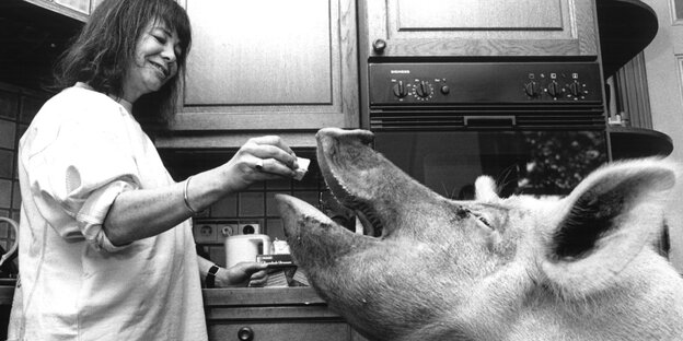 Eine Frau füttert in einer Küche ein großes Schwein Eine Frau füttert in einer Küche ein großes Schwein