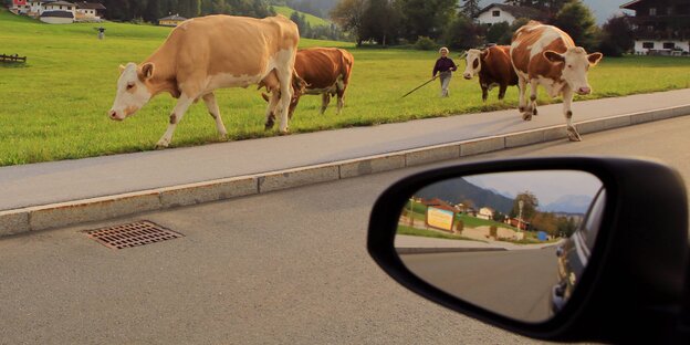 Kühe auf einer Wiese und der Seitenspiegel eines Autos Kühe auf einer Wiese und der Seitenspiegel eines Autos