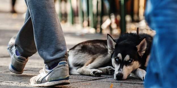 Hund auf Bürgersteig Hund auf Bürgersteig