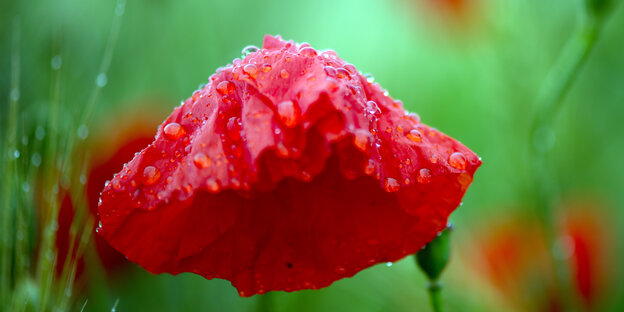 Eine rote Mohnblume steht in einer grünen Wiese