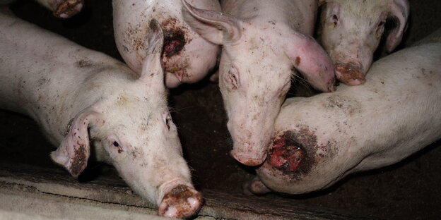 Verletzte Schweine mit abgebissenen Schwänzen in einem Stall Verletzte Schweine mit abgebissenen Schwänzen in einem Stall