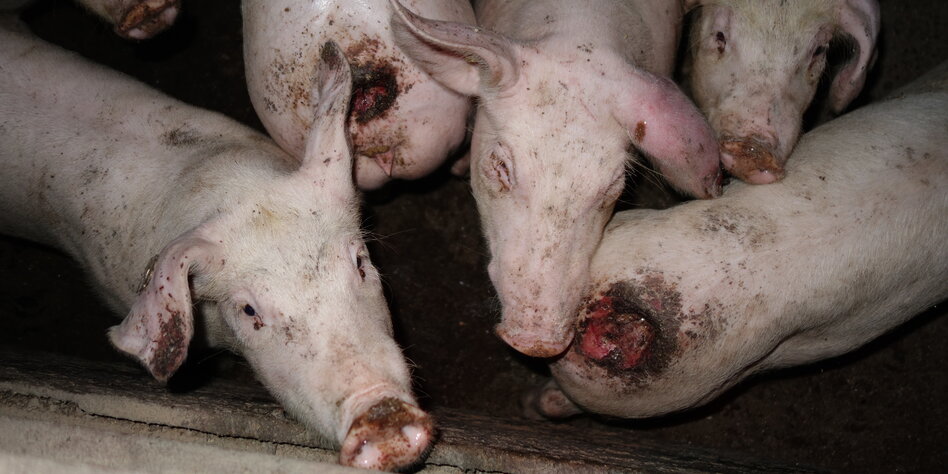 Gequälte Schweine in Gütesiegel-Betrieb: Skandal auf dem Tierwohl-Hof Gequälte Schweine in Gütesiegel-Betrieb: Skandal auf dem Tierwohl-Hof