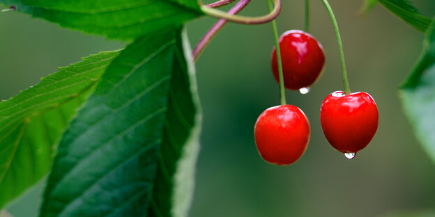 Rote Kirschen hängen vor grünen Blättern