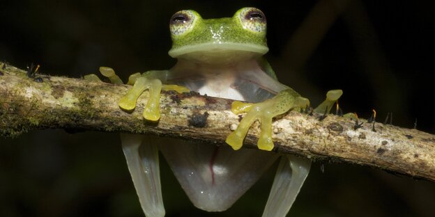 ein kleiner grüner Frosch hängt an einem Ast ein kleiner grüner Frosch hängt an einem Ast