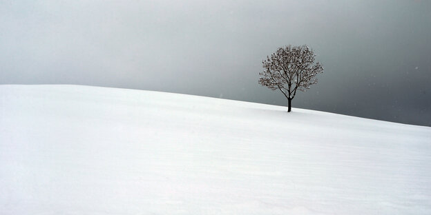 Ein kahler Baum steht verlassen im Schnee, der Himmel ist grau Ein kahler Baum steht verlassen im Schnee, der Himmel ist grau