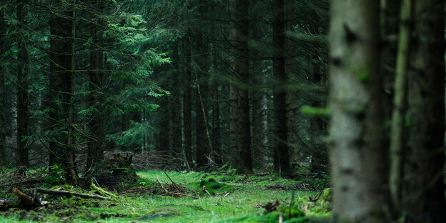 Eine grüne Wiese in einem Wald Eine grüne Wiese in einem Wald