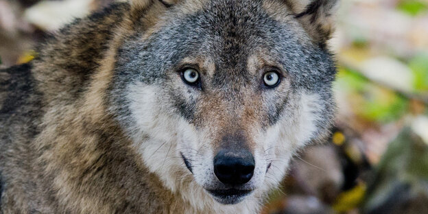 Ein Wolf in Nahaufnahme Ein Wolf in Nahaufnahme