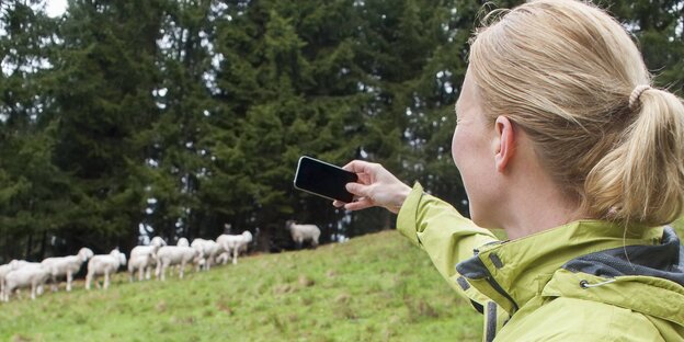 Eine Frau macht ein Handyfoto von Schafen Eine Frau macht ein Handyfoto von Schafen