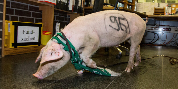 Ein Schwein mit Hannover-96 Schal Ein Schwein mit Hannover-96 Schal