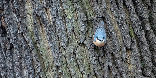 Kleiber am Baum