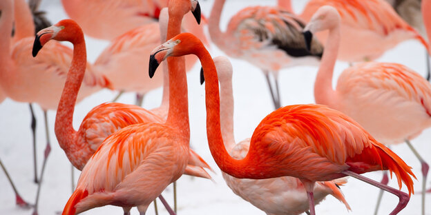 Flamingos stehen im Hamburger Tierpark Hagenbeck an einem Teich Flamingos stehen im Hamburger Tierpark Hagenbeck an einem Teich