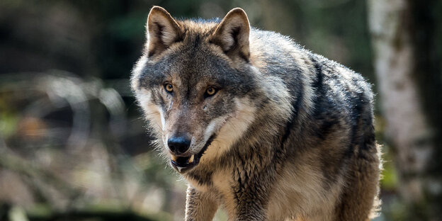 Ein Wolf Ein Wolf