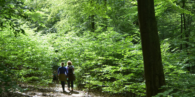 Zwei Menschen laufen durch einen Wald Zwei Menschen laufen durch einen Wald