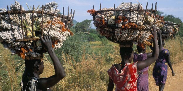 Frauen tragen mit Sorghum-gefüllte Körbe auf dem Kopf