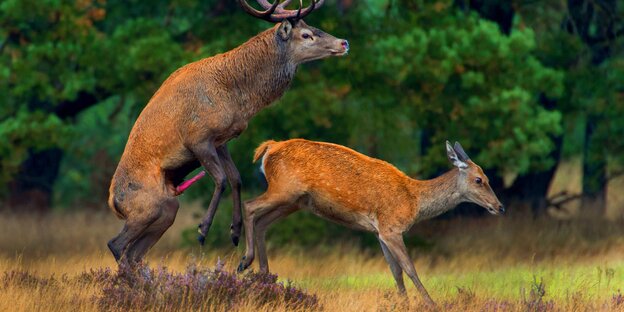 Ein Hirsch bespringt ein Reh Ein Hirsch bespringt ein Reh