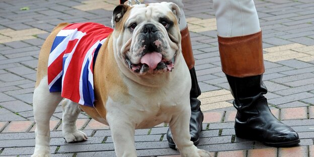 Eine Dogge, die den Union Jack umgelegt hat. Eine Dogge, die den Union Jack umgelegt hat.