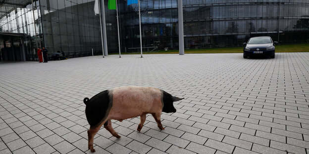 Ein Schwein läuft über einen Parkplatz