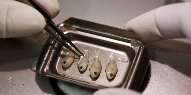 Ein Wissenschaftler untersucht winzige Fische im Labor Ein Wissenschaftler untersucht winzige Fische im Labor