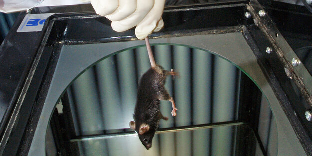 Eine Hand hält eine Maus Eine Hand hält eine Maus