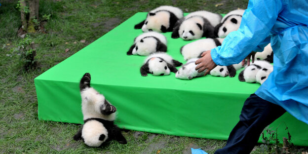 Ein Pandababy ist von einer Matte mit vielen Pandababys gefallen Ein Pandababy ist von einer Matte mit vielen Pandababys gefallen