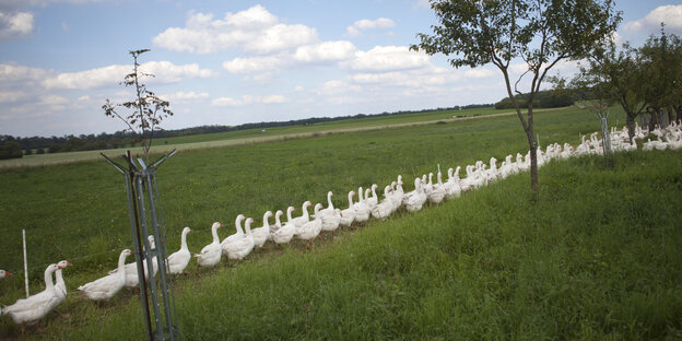 Eine Reihe Gänse watschelt über eine Wiese Eine Reihe Gänse watschelt über eine Wiese