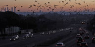 Autos auf einer Straße und Vögel vor Himmel