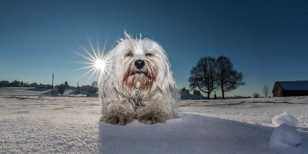 Ein kleiner weißer Hund im Schnee, der verwegen dreinblickt Ein kleiner weißer Hund im Schnee, der verwegen dreinblickt