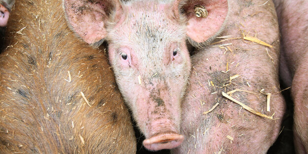 Ein Schweinekopf zwischen zwei Schweinerücken Ein Schweinekopf zwischen zwei Schweinerücken