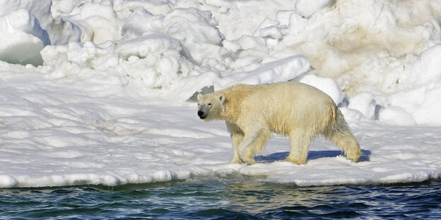 Ein Eisbär steht am Wasser vor Schneehügeln Ein Eisbär steht am Wasser vor Schneehügeln