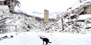 Eine Katze läuft zwischen zerstörten Häusern und Trümmerbergen über die Straße. Es liegt Schnee