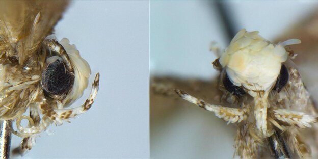 Eine Motte der Art Neopalpa donaldtrumpi mit ihrer charakteristischen Frisur im Profil und von vorne. Eine Motte der Art Neopalpa donaldtrumpi mit ihrer charakteristischen Frisur im Profil und von vorne.
