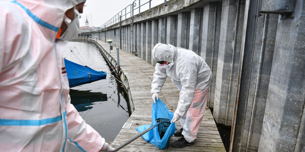 Männer in Schutzanzügen sammeln eine tote Ente ein Männer in Schutzanzügen sammeln eine tote Ente ein