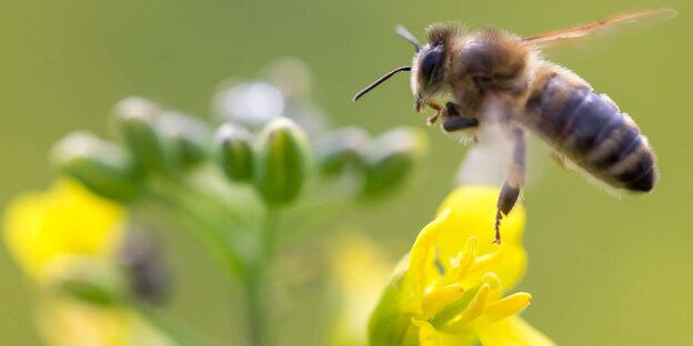 Eine Biene an einer Rapsblüte Eine Biene an einer Rapsblüte