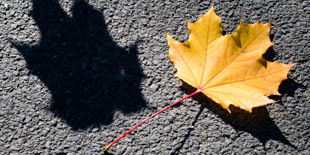 Ein Ahornblatt wirft Schatten auf den Boden Ein Ahornblatt wirft Schatten auf den Boden