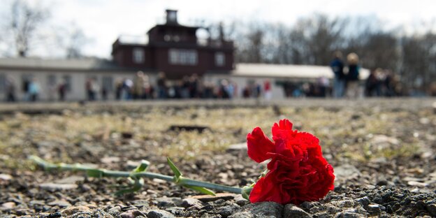 Eine rote Nelke liegt auf der Erde vor dem Eingangstor zum ehemligen KZ Bunchenwald Eine rote Nelke liegt auf der Erde vor dem Eingangstor zum ehemligen KZ Bunchenwald