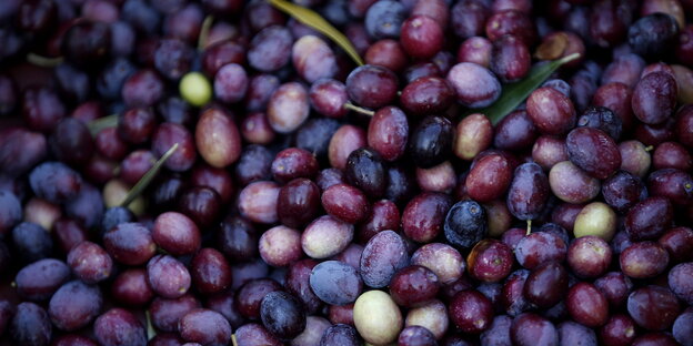 viele schwarze Oliven viele schwarze Oliven