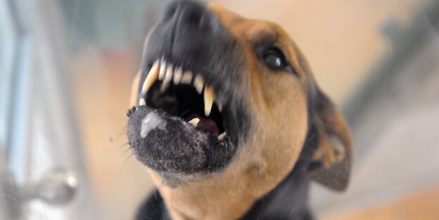Hund Hund