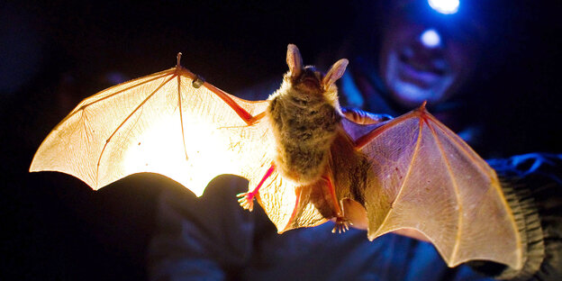 Ein Mann hält eine Fledermaus Ein Mann hält eine Fledermaus