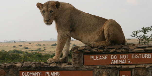 Eine Löwin sitzt auf einer Mauer im Nairobi-Nationalpark. Darunter ein Schild, dass man die Tiere nicht stören soll. Eine Löwin sitzt auf einer Mauer im Nairobi-Nationalpark. Darunter ein Schild, dass man die Tiere nicht stören soll.