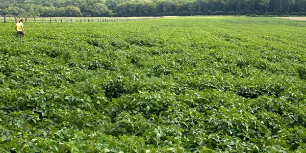 Ein Landwirt geht duch sein Sojafeld