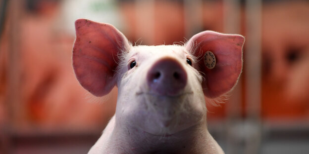 Ein Schwein schaut aus seinem Gatter Ein Schwein schaut aus seinem Gatter