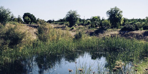 Ein Teil des Sees auf der Plantage. An den Ufern wächst Schilf Ein Teil des Sees auf der Plantage. An den Ufern wächst Schilf