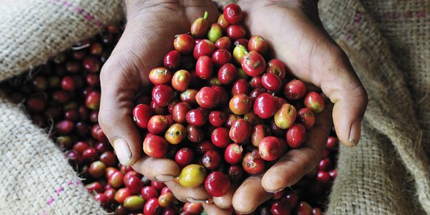 Frísch geflückte, reife Kaffeebohnen Frísch geflückte, reife Kaffeebohnen