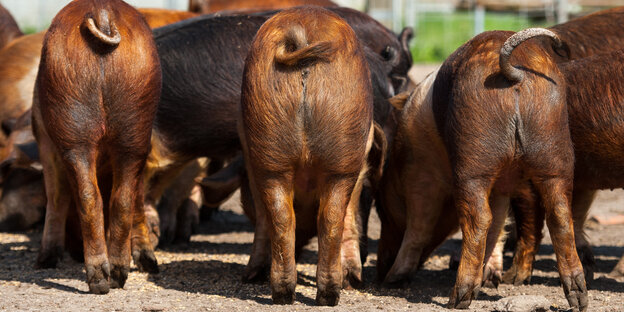 Drei Schweine mit braunem Fell sind von hinten zu sehen Drei Schweine mit braunem Fell sind von hinten zu sehen