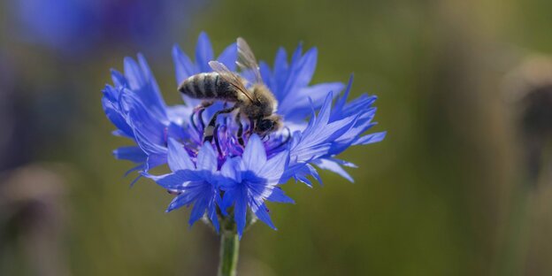 Eine Biene saugt in einer violetten Blüte Eine Biene saugt in einer violetten Blüte