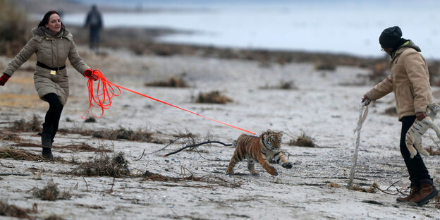 Zwei Frauen am Strand haben einen kleinen Tiger an der Leine Zwei Frauen am Strand haben einen kleinen Tiger an der Leine