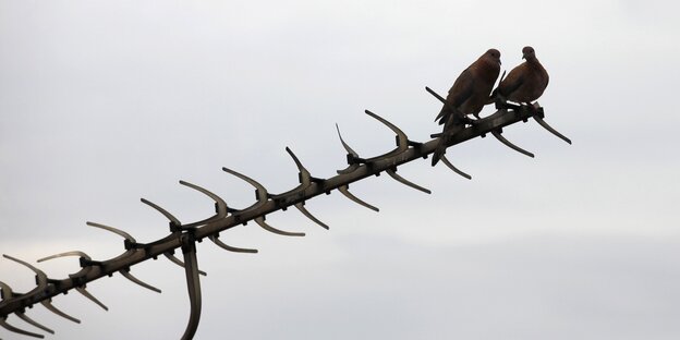 Zwei Vögel auf einer Antenne Zwei Vögel auf einer Antenne