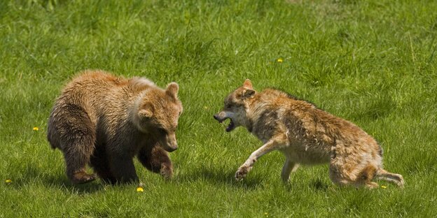 Ein Wolf greift einen jungen Bären an Ein Wolf greift einen jungen Bären an
