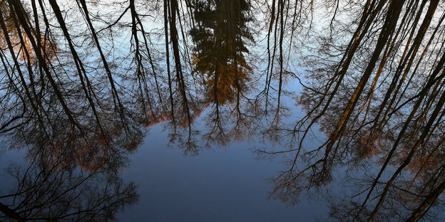 Spiegelung von Bäumen in Waldsee Spiegelung von Bäumen in Waldsee